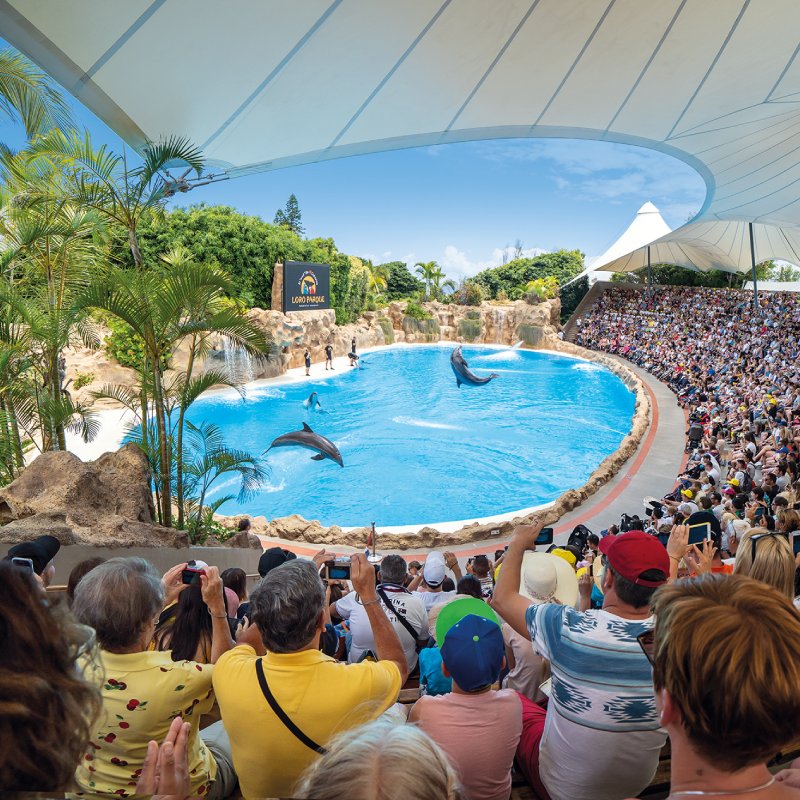 Loro Parque Tenerife Espectáculo delfines